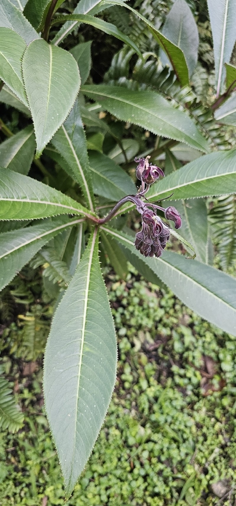Robust Lobelia photo 5