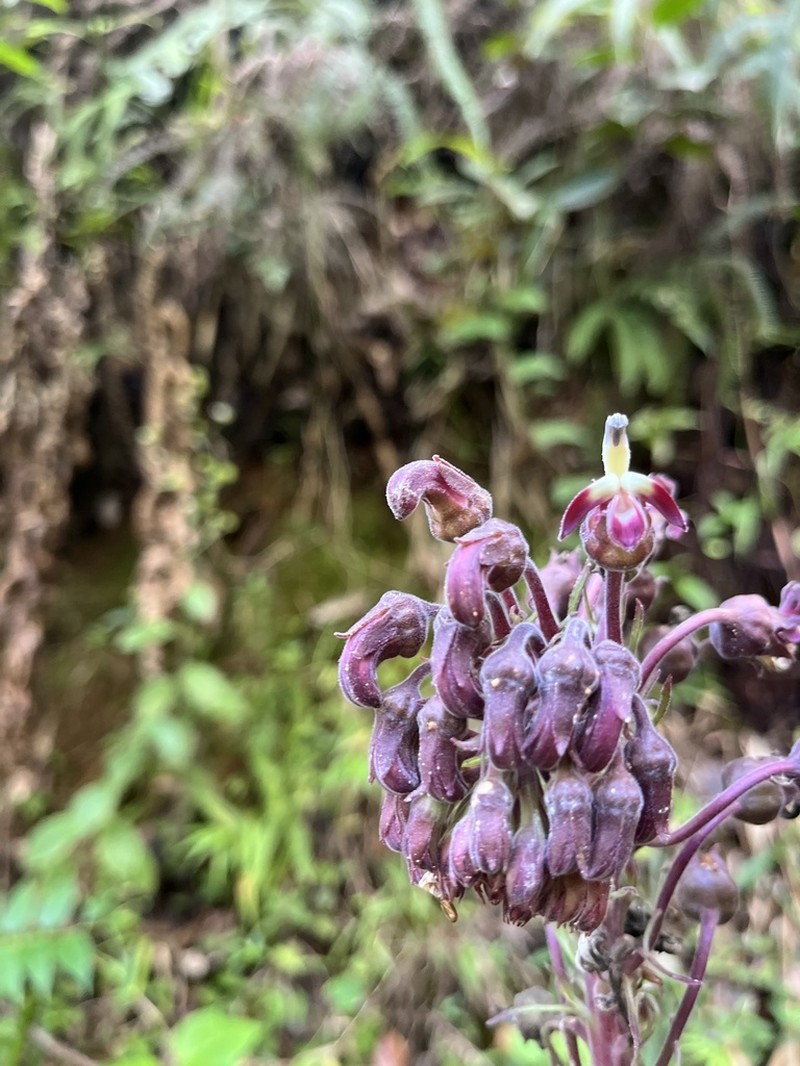 Robust Lobelia photo 6