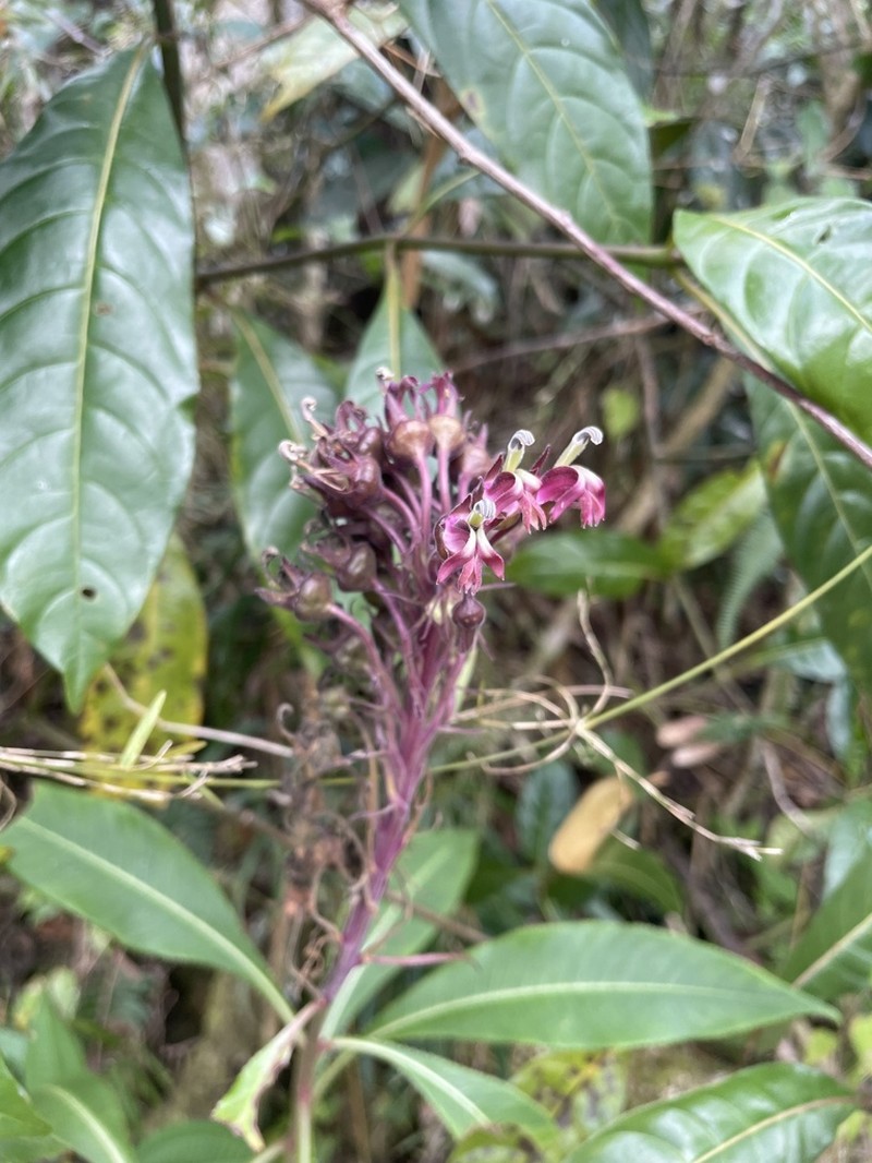 Robust Lobelia photo 7