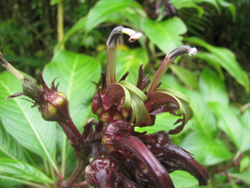 Robust Lobelia photo 8