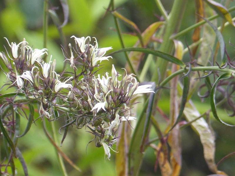 Lobelia rosea photo 2