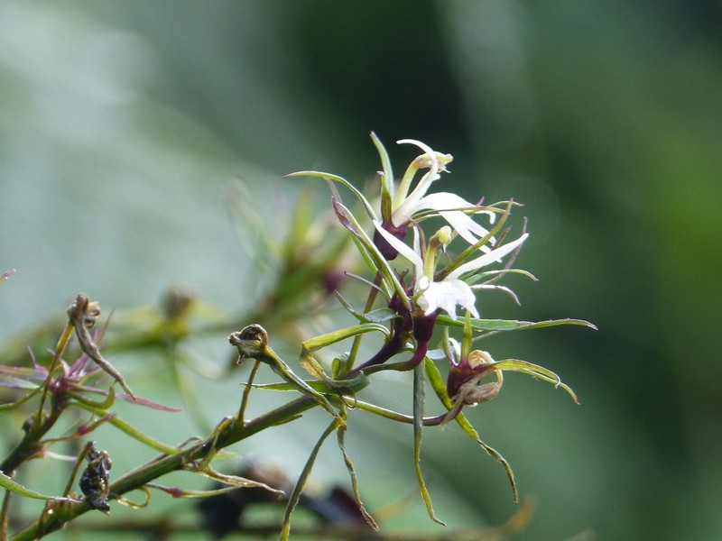 Lobelia rosea photo 3