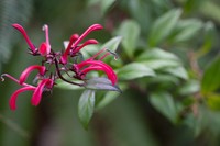 Roundleaf Lobelia