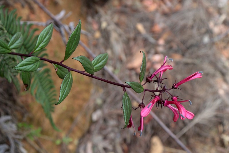 Roundleaf Lobelia photo 2