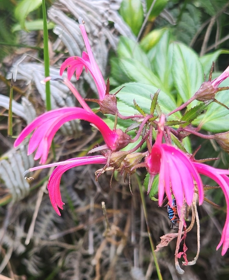 Roundleaf Lobelia photo 3