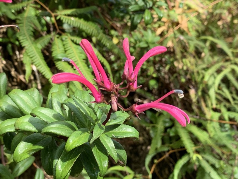 Roundleaf Lobelia photo 4