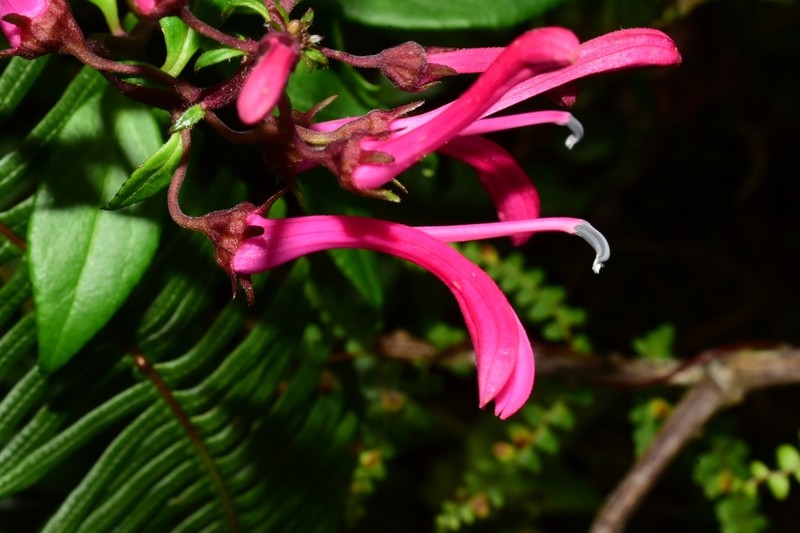 Roundleaf Lobelia photo 5