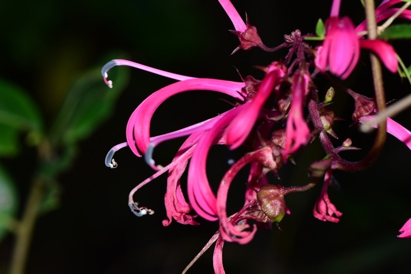 Roundleaf Lobelia photo 6