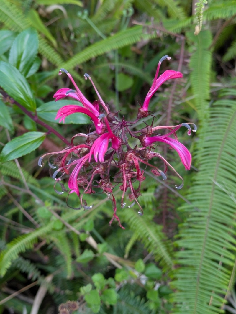 Roundleaf Lobelia photo 7
