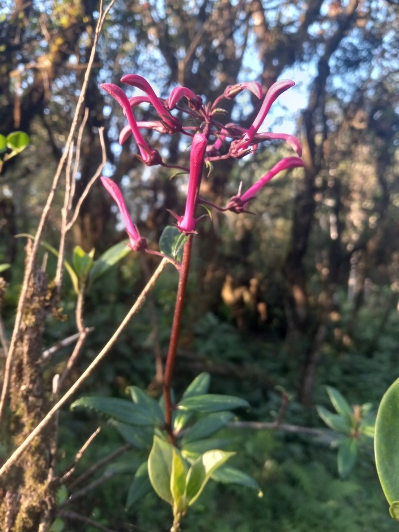 Roundleaf Lobelia photo 8