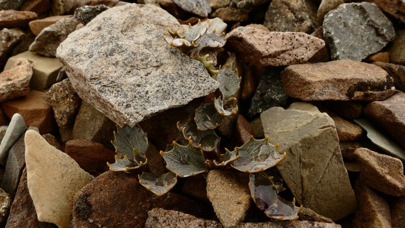 Lobelia roughii photo 2