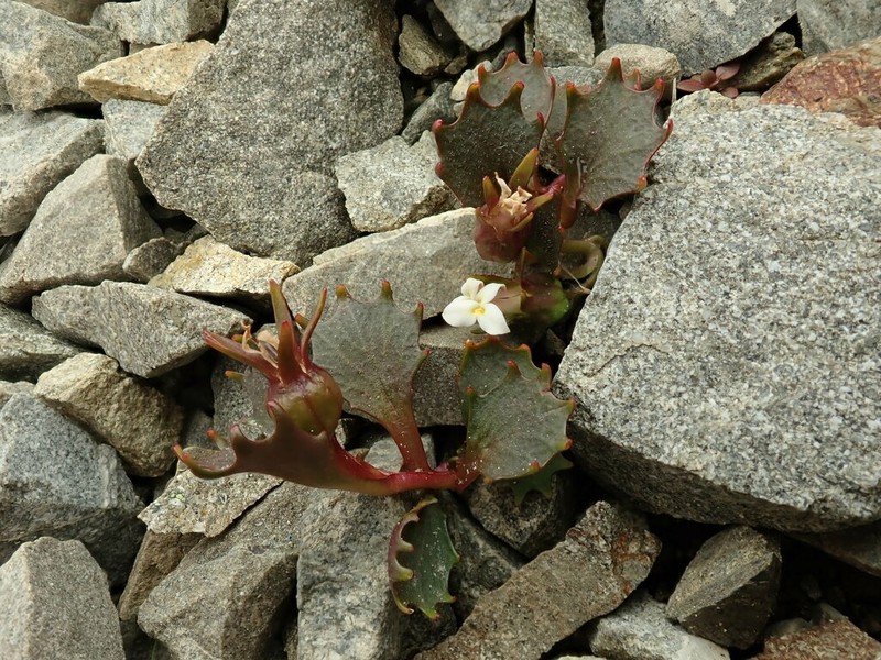 Lobelia roughii photo 5