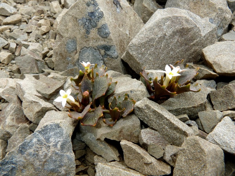 Lobelia roughii photo 8