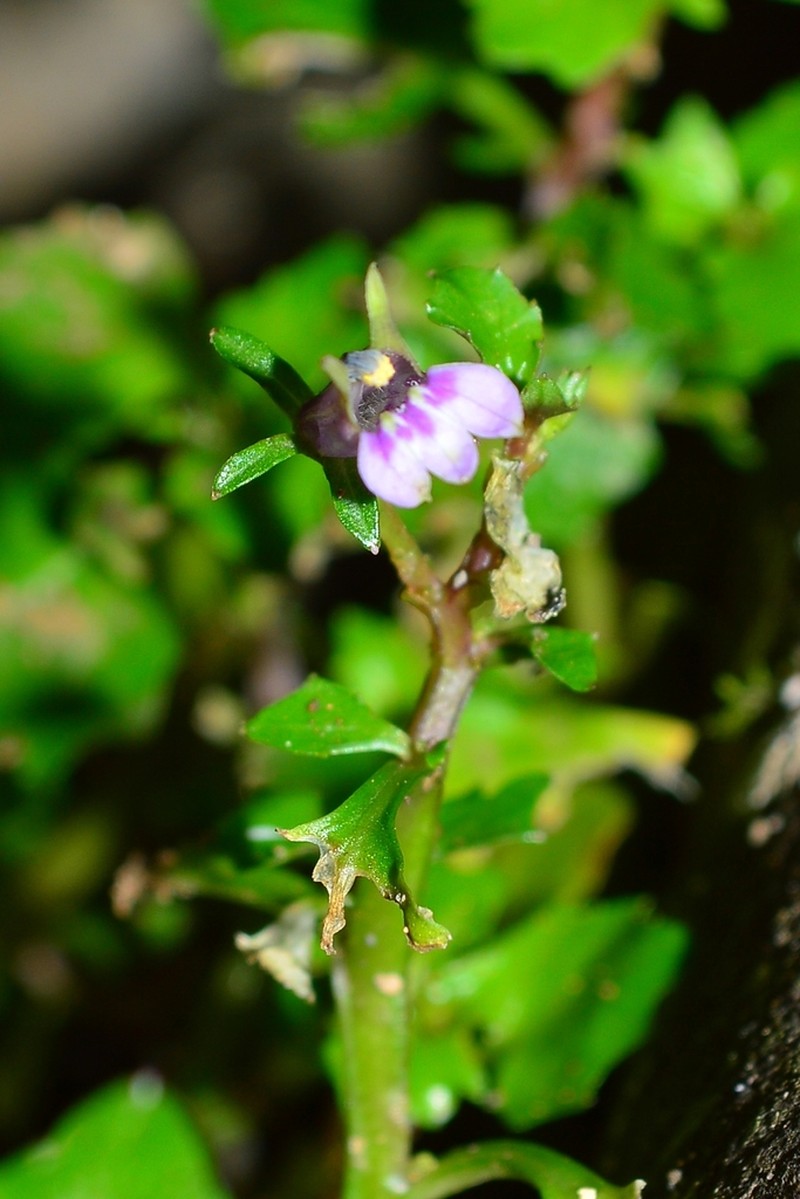 Lobelia rubescens