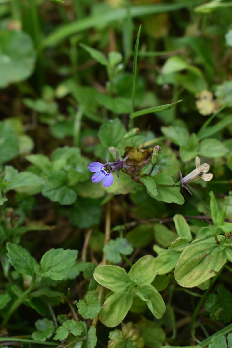 Lobelia rubescens photo 2