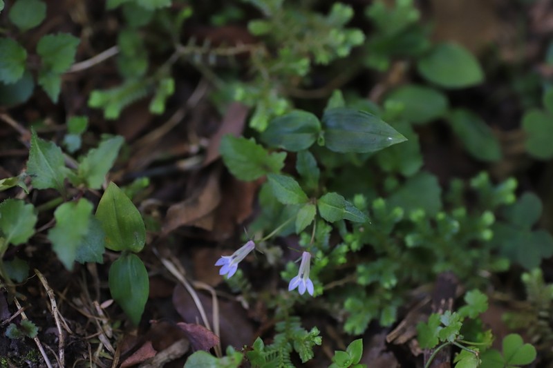 Lobelia rubescens photo 3