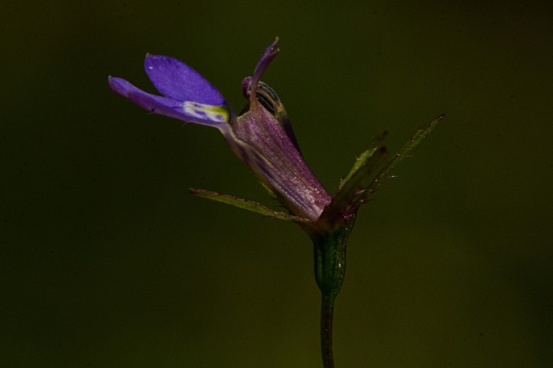 Lobelia rubescens photo 4