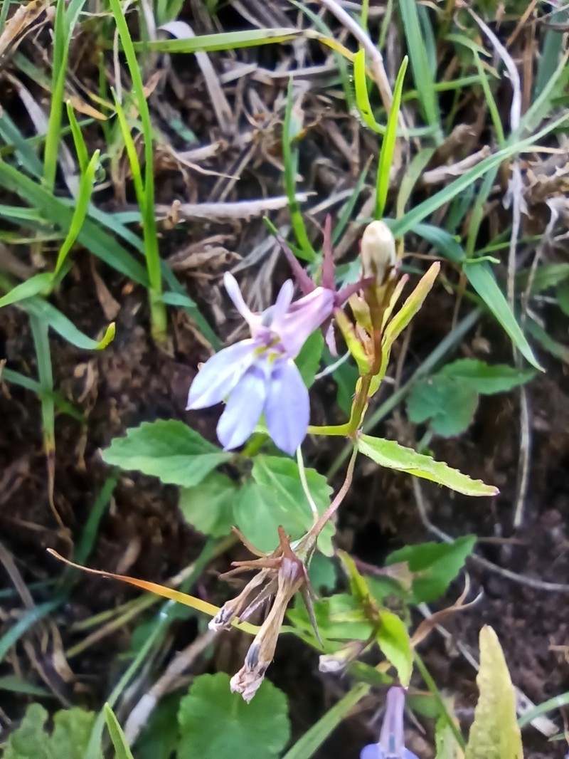 Lobelia rubescens photo 5