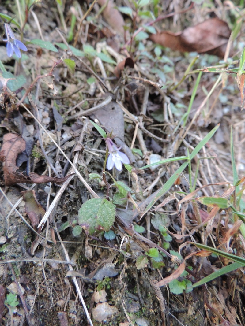 Lobelia rubescens photo 6