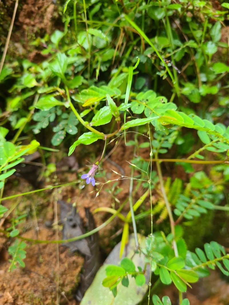Lobelia rubescens photo 7