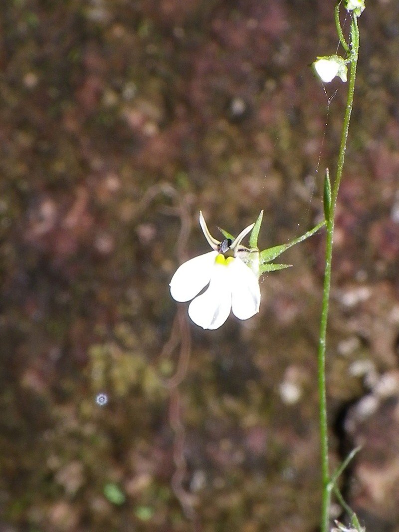Lobelia rzedowskii photo 2