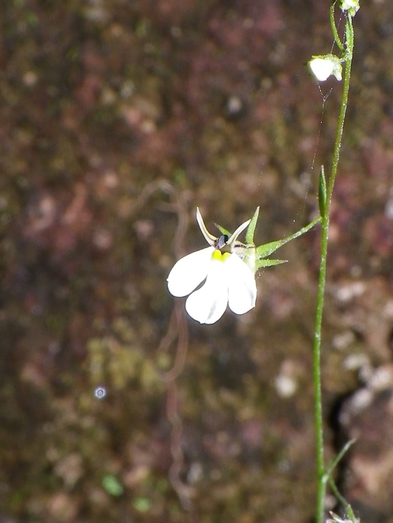 Lobelia rzedowskii photo 4