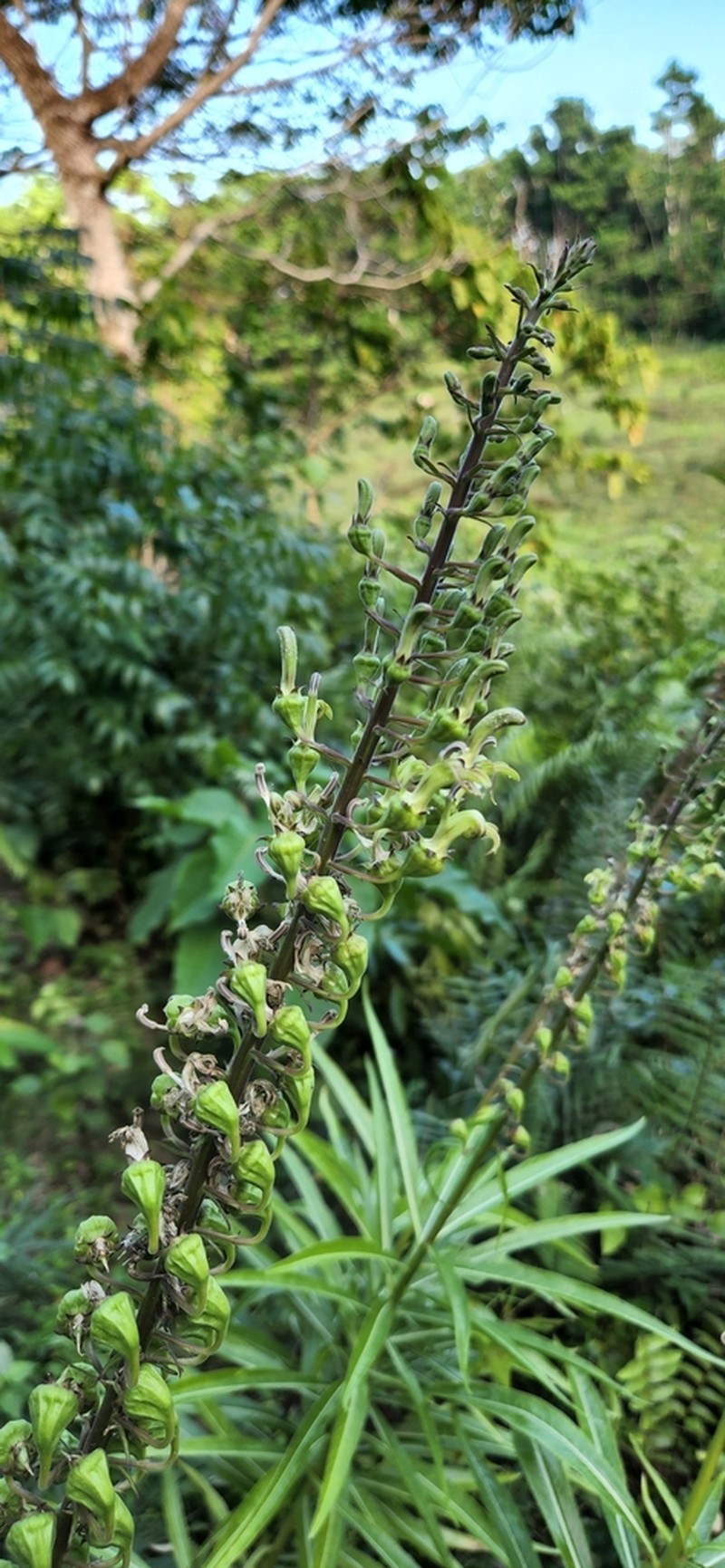 Lobelia salicina