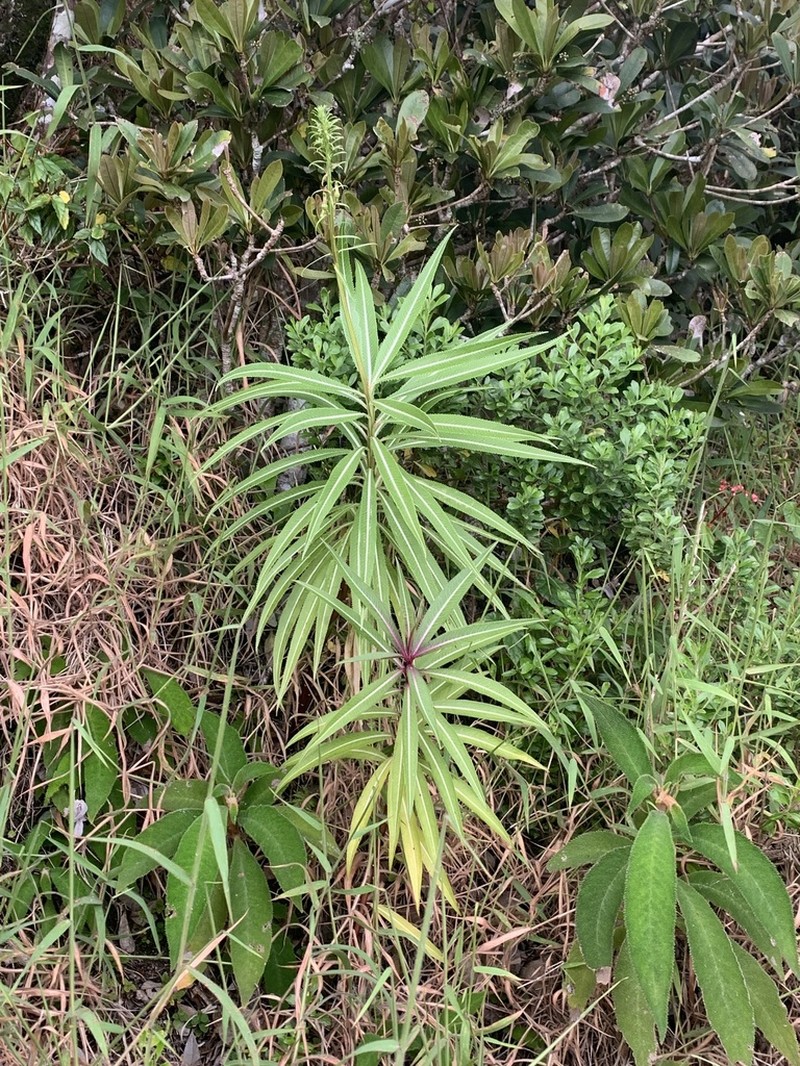Lobelia salicina photo 2