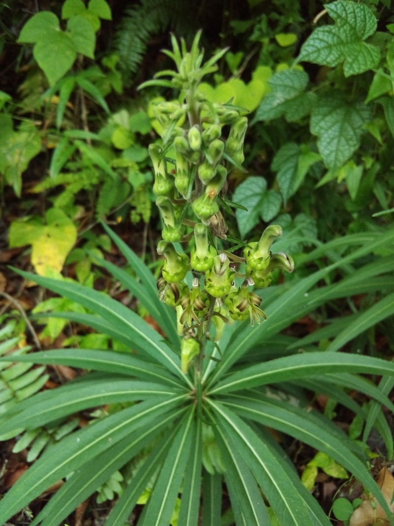 Lobelia salicina photo 3