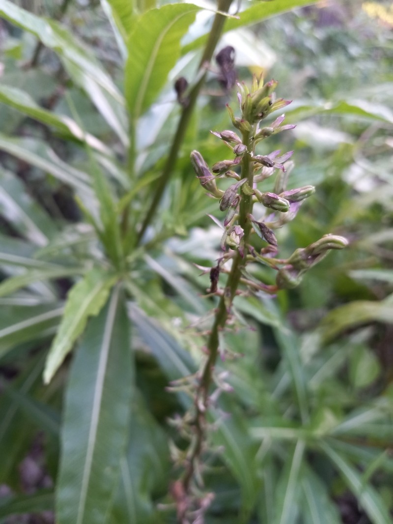 Lobelia salicina photo 4
