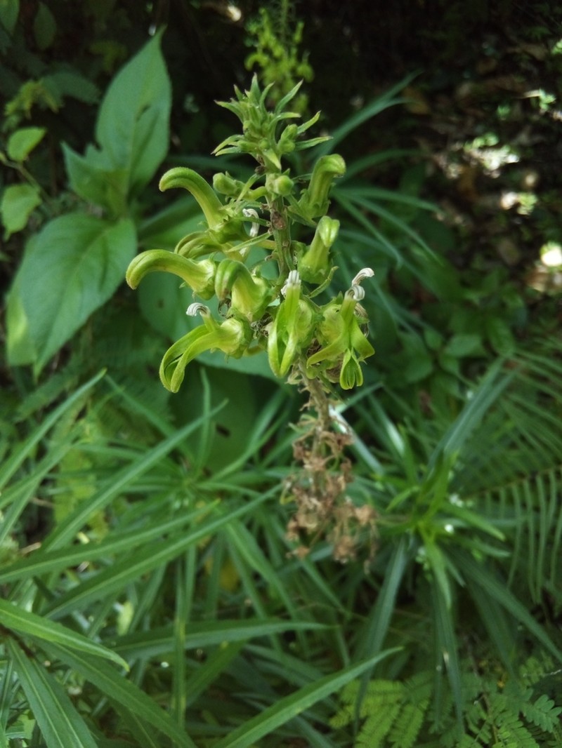 Lobelia salicina photo 5