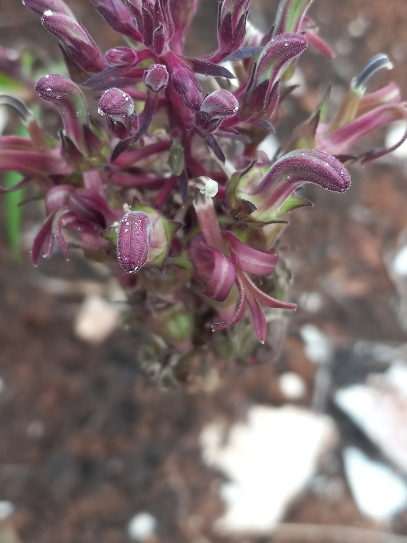 Lobelia salicina photo 8