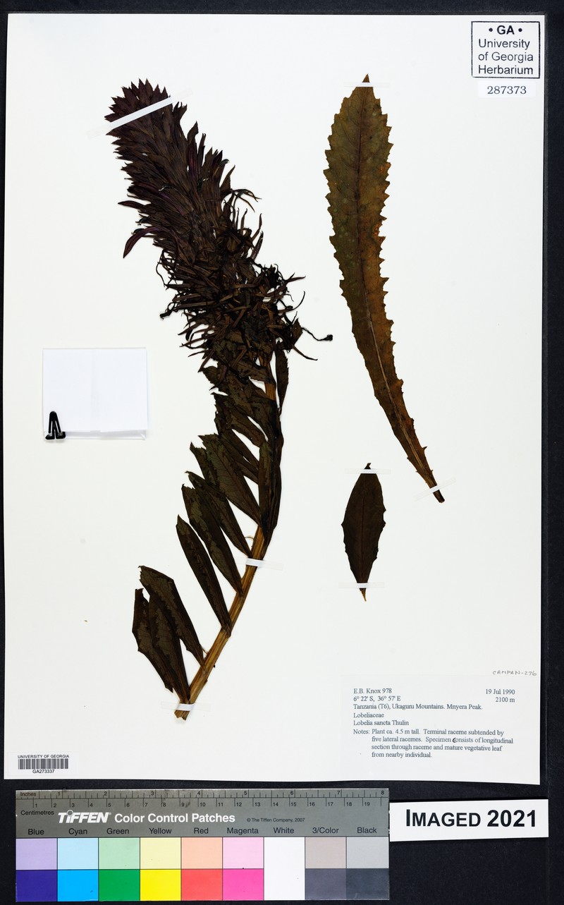 Lobelia sancta
