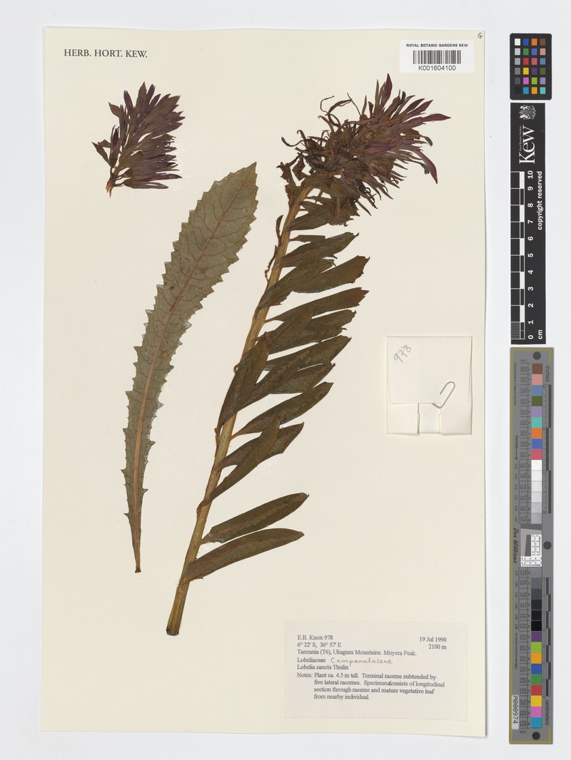 Lobelia sancta photo 2