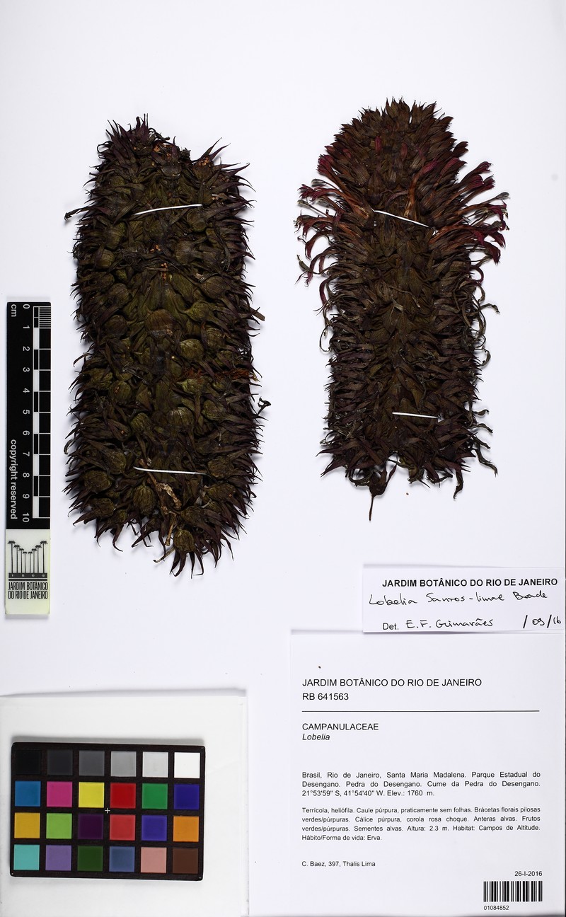 Lobelia santos-limae