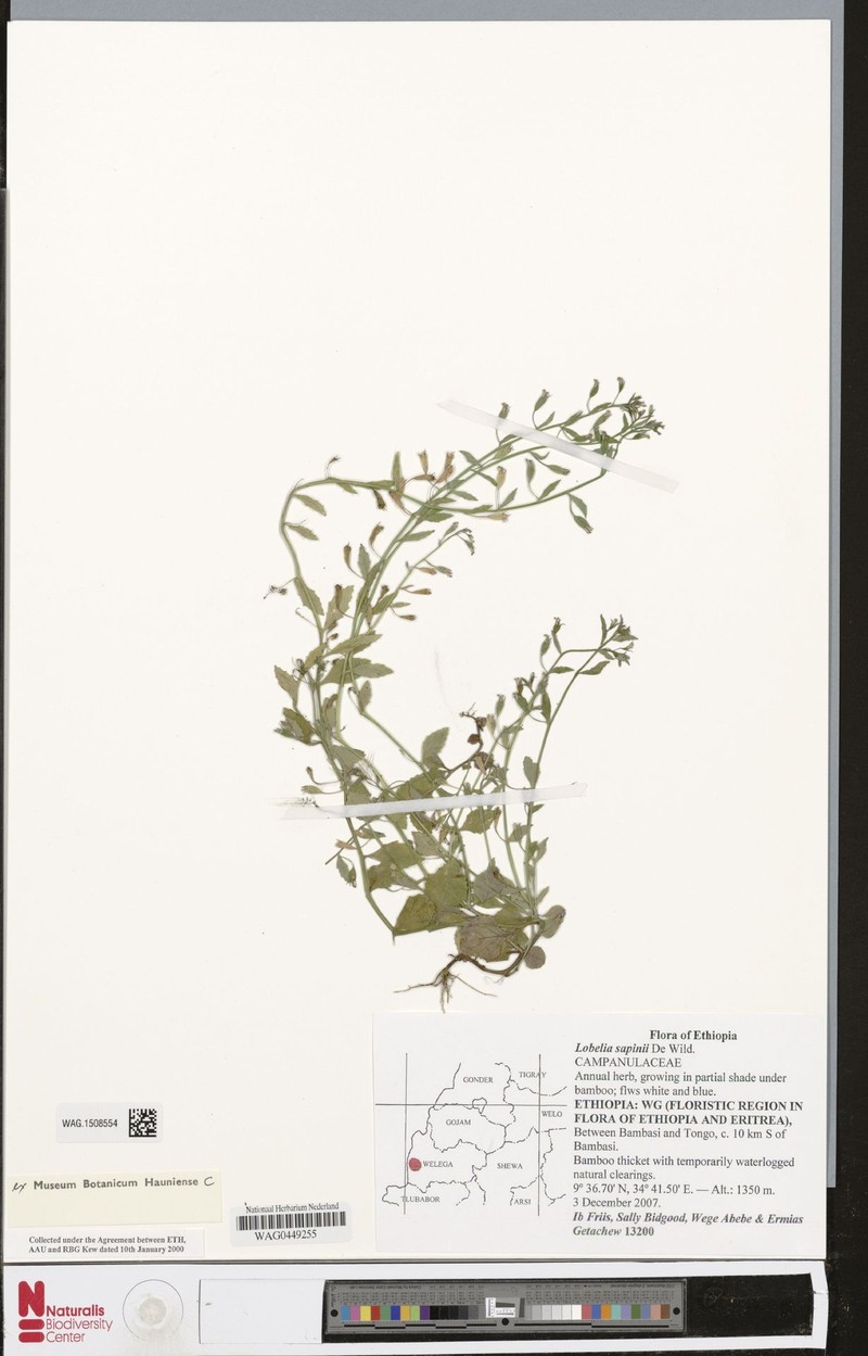 Lobelia sapinii