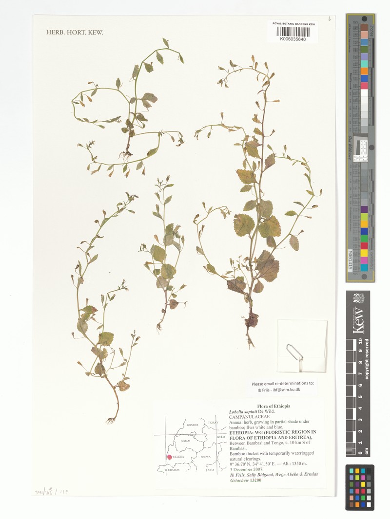 Lobelia sapinii photo 2