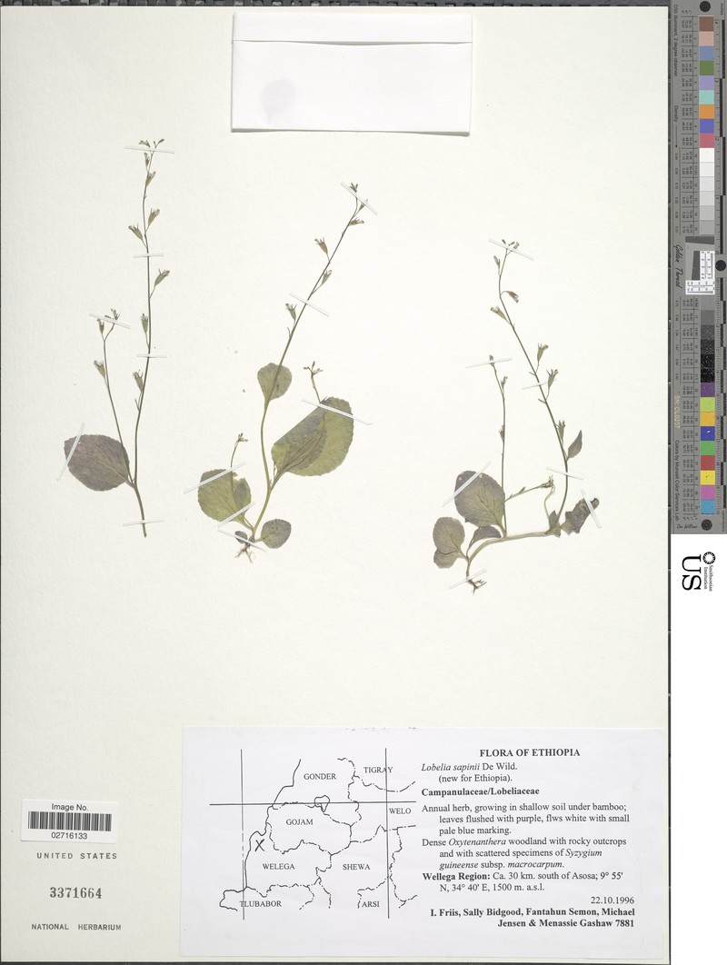 Lobelia sapinii photo 3