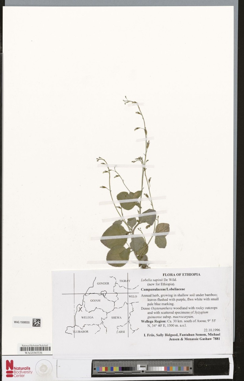 Lobelia sapinii photo 4