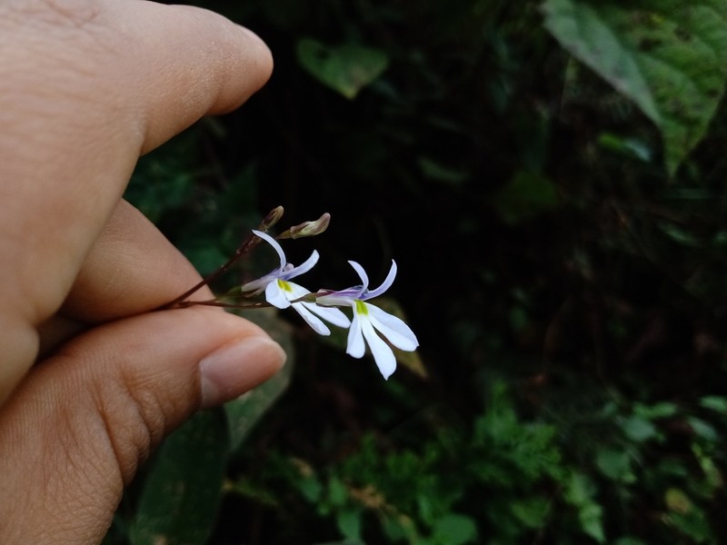 Lobelia sartorii