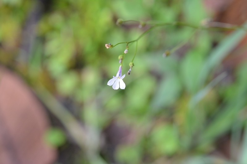 Lobelia sartorii photo 2