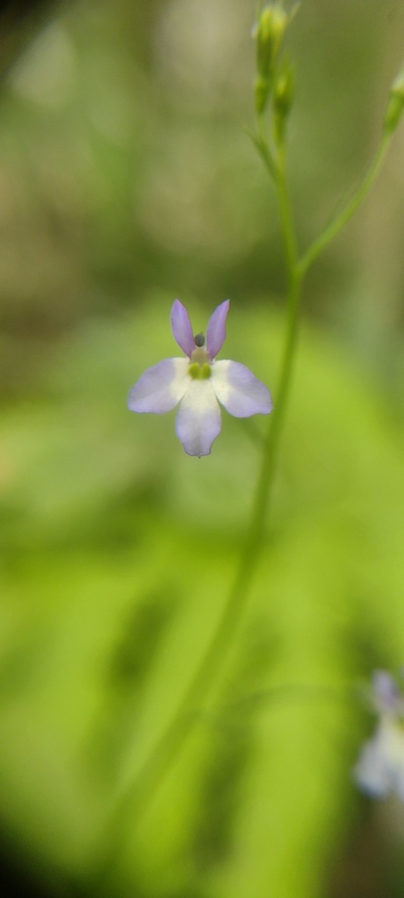 Lobelia sartorii photo 3