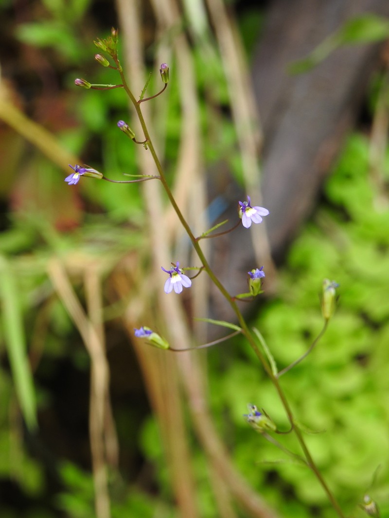 Lobelia sartorii photo 6