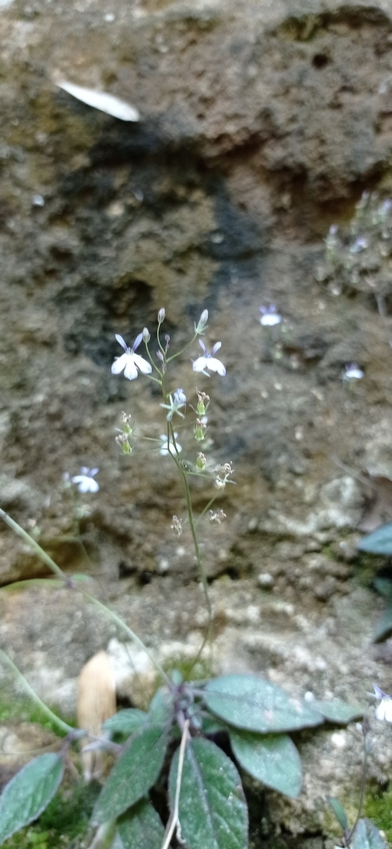 Lobelia sartorii photo 8