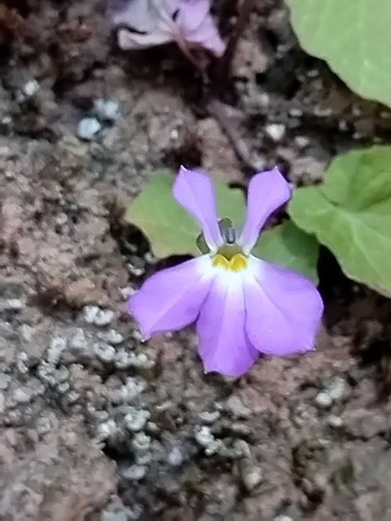 Lobelia saturnini