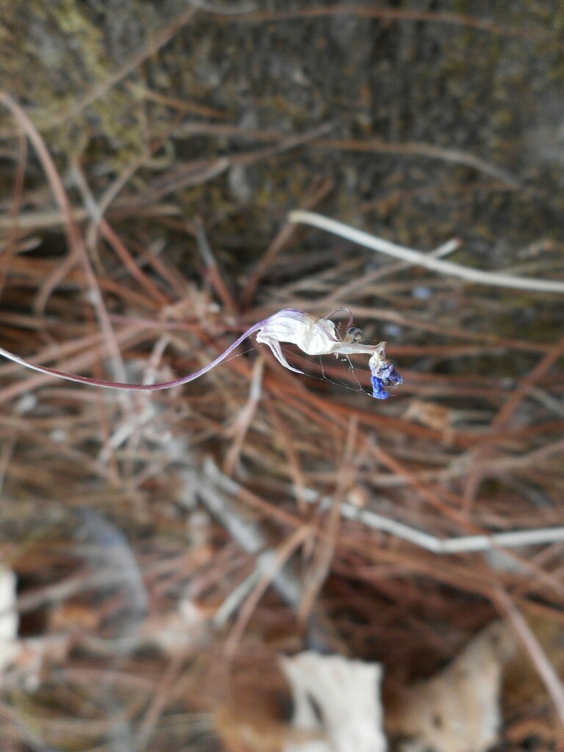 Lobelia saturnini photo 2
