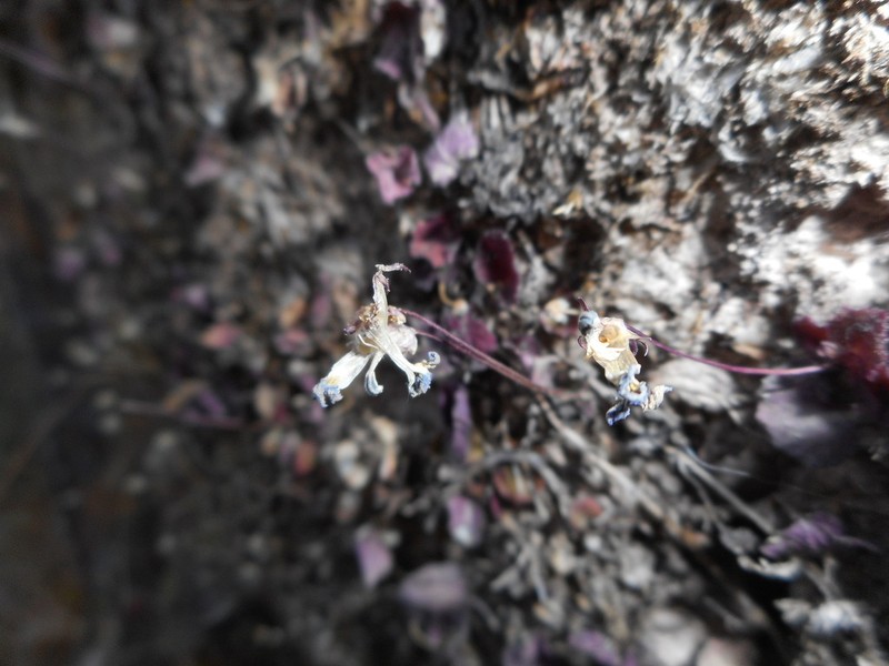 Lobelia saturnini photo 3