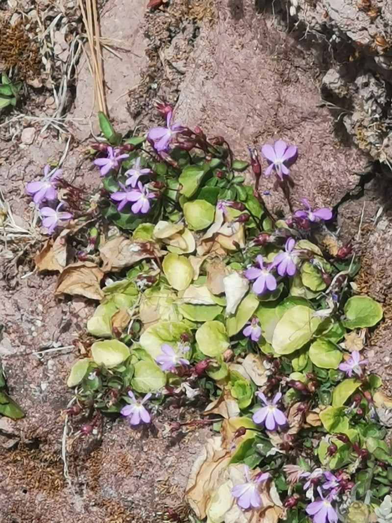 Lobelia saturnini photo 4