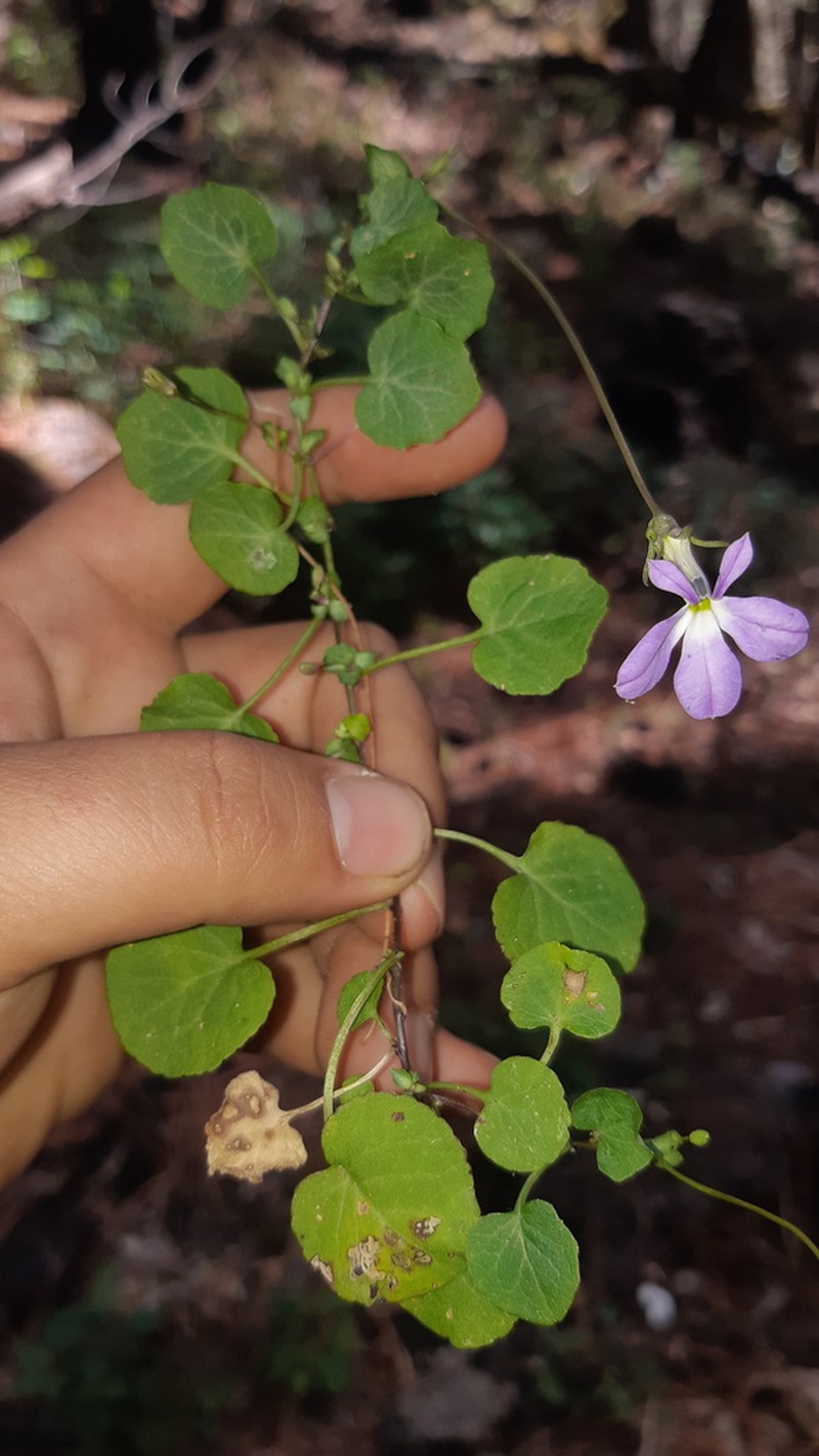 Lobelia saturnini photo 5