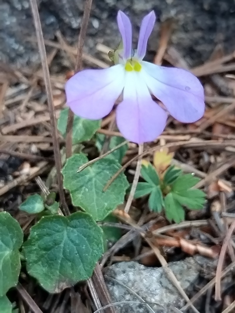 Lobelia saturnini photo 6